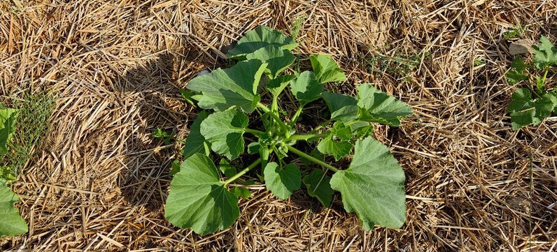 A young zucchini growing in the vegetable garden; the plant is in the bed under mulch.