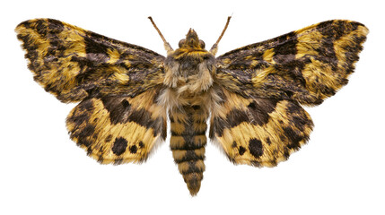 Detailed fuzzy moth with yellow and black patterned wings, isolated on transparent background © Nina