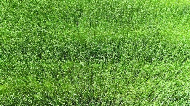 Green blades of oat grass with a dewy texture on a sunny meadow in the summer season - freshness