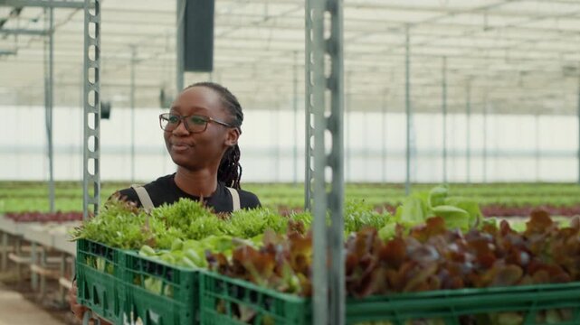 Professional portrait of African American greenhouse worker transporting a rack of crates with mixed varieties of lettuce while looking around, showing irrigation equipment for fresh produce supply.