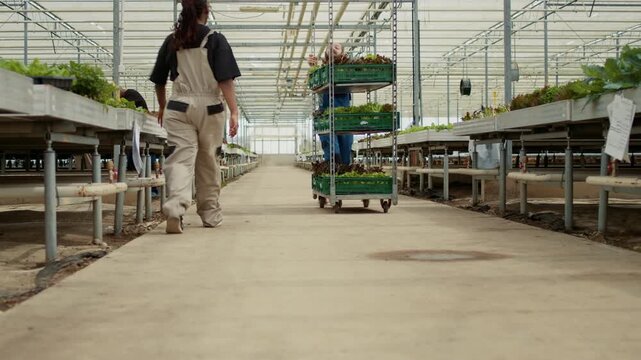 Caucasian man transporting a rack of crates with mixed varieties of organic green lettuce greeting African American, showing lettuce crate handling and produce logistics in organic food production.