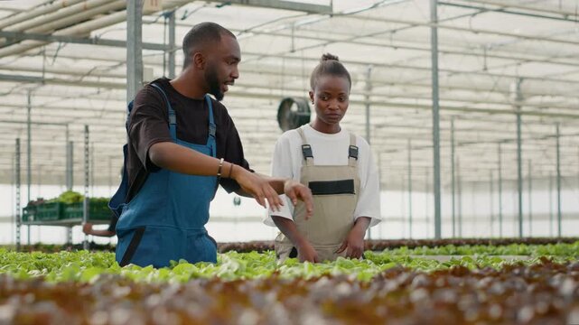 Two African American greenhouse pickers harvesting organic lettuce and talking about crop quality, capturing leaf inspection, pest review and crop quality control within a sustainable glasshouse farm.