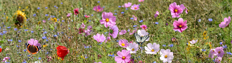 Schmetterling 1526 © K.-U. Häßler