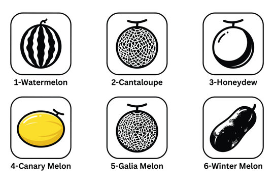 Melon vector illustration set, including watermelon, cantaloupe, honeydew, canary, galia, and winter melon.