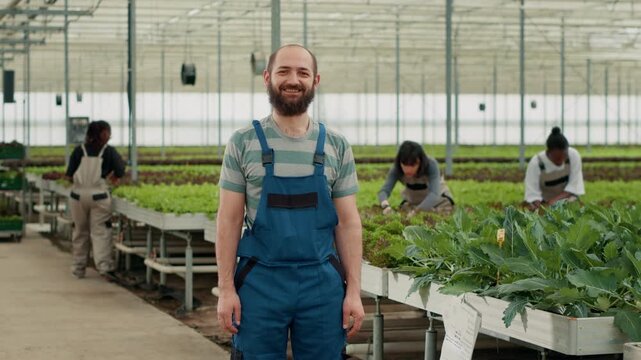 Professional portrait of Caucasian farmer in organic food farm posing confident while diverse pickers gather organic lettuce, showing crop inspection and quality control inside a hydroponic farm.
