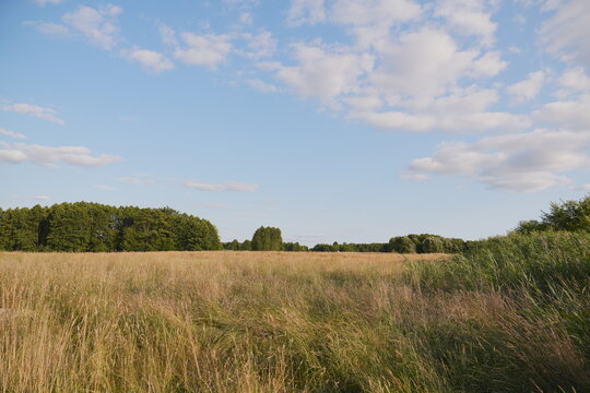 Sun Drenched Meadow Tall Grass Foreground Distant Trees Blue Sky Scattered Clouds Golden Hour Light Serene Nature Landscape