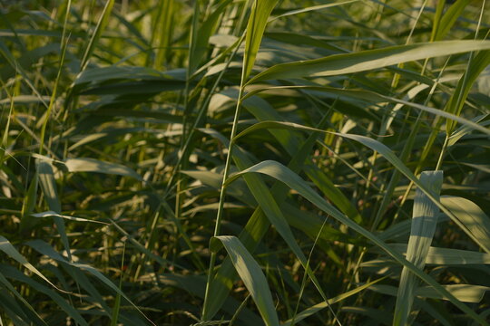 Sunlit Green Reeds Swaying in Gentle Wind Creating Dappled Light and Shadow a Serene Natural Backdrop for Growth and Tranquility