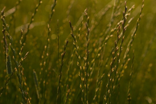 Golden Hour Dry Grass Stalks with Seed Heads in a Summer Meadow Serene Nature Detail Macro Background Agriculture Growth Concept