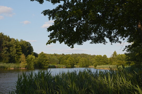 Tranquil Lake Landscape with Overhanging Branch Serene Nature Scene Lush Green Forest and Blue Sky with Soft Clouds Peaceful Water Reflection