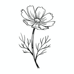 Obraz premium Hand drawn outline illustration of a cosmos flower with stem and leaves