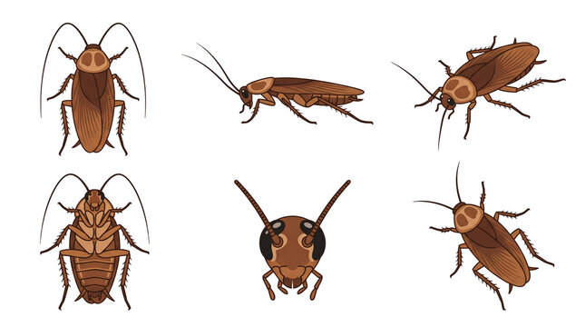Detailed collection of brown cockroaches shown from various angles including top side bottom and close up head shots featuring artistic vector illustrations of insect pests displayed on transparent ba