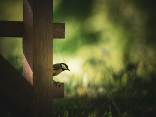 Kohlmeise am Zaun © PhanThomas