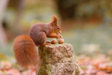 A european red squirrel sits on a stone pillar and eats nuts. Portrait of a cute european red squirrel in autumn forest. Sciurus vulgaris © Monikasurzin