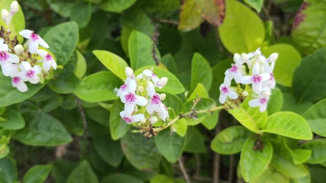 Close Up of Pseuderanthemum Maculatum Flowers with Purple Speckles