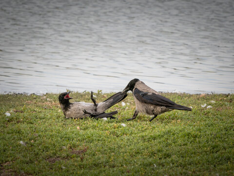 Junge Nebelkr&auml;hen beim Spielen