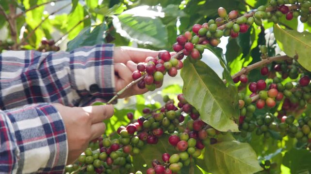Farmer Hands Harvesting Ripe Red Coffee Cherries At A Tropical Plantation During Sunny Day