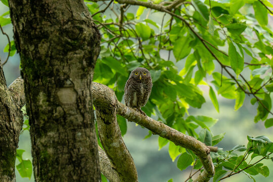 The jungle owlet (Glaucidium radiatum) or barred jungle owlet is native to the Indian Subcontinent. Found in densely wooded areas in lowlands and foothills.