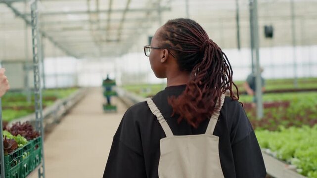Over shoulder perspective on greenhouse cultivator carrying a crate of organic lettuce grown pesticide-free, showing irrigation equipment and detailed crop texture for fresh produce supply.