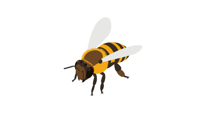 Honey bee flying with white wings and yellow stripes