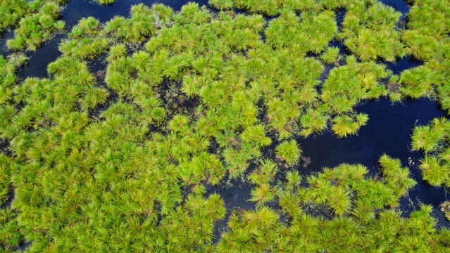 Aerial top-down view of a vibrant green wetland swamp with tufts of grass growing out of dark water.