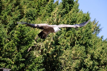 Gänse Geier im Flug © ViennaFrame