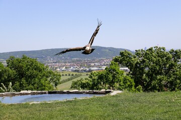 Gänse Geier im Flug © ViennaFrame