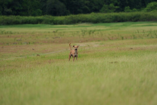 Brown dog standing in green grassy field outdoors