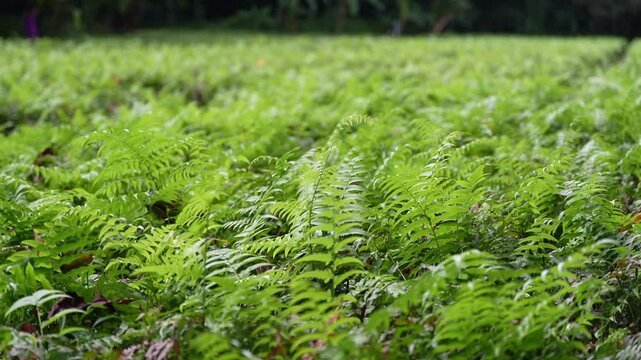 Lush green fern plants growing in natural farm field
