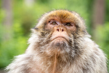 Berberaffe ganz nah © fuchs.mulder