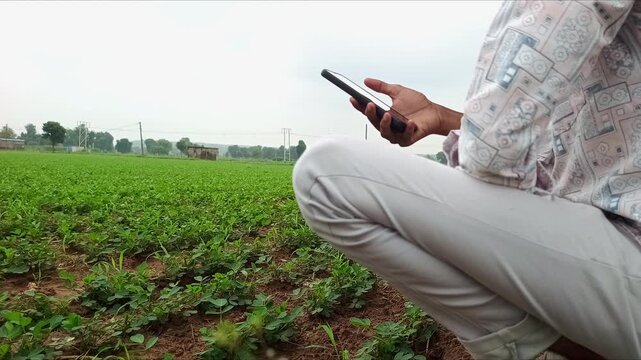 Side View of Indian Farmer Using Smartphone in Green Peanut Field, Smart Farming Concept