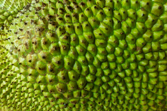 Close up of green bumpy jackfruit skin background or texture with gradients shadow horizontal shape, copy space (High resolution) , real photo