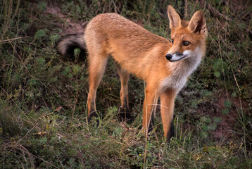 Fototapeta premium A red fox carefully surveys the area among the thick grass