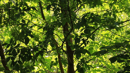 Fototapeta premium Sunlight filtering through a fresh green leaf canopy, natural forest background, organic texture.