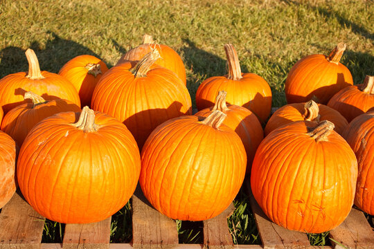 Pumpkins for sale at a pumpkin patch in Beaumont, Texas
