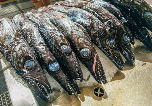 Close-up of fresh raw black scabbardfish with their distinct large eyes displayed on ice at a traditional seafood market in Madeira.