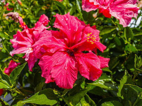 A gorgeous bright pink hibiscus flower with clear rain water droplets on its petals, surrounded by dark green leaves.