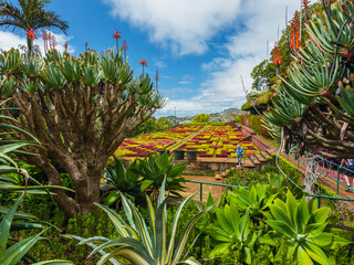 Obraz premium Large exotic succulent plants and a dragon tree growing on a sunny terraced slope in the Botanical Garden of Madeira, Funchal, Portugal