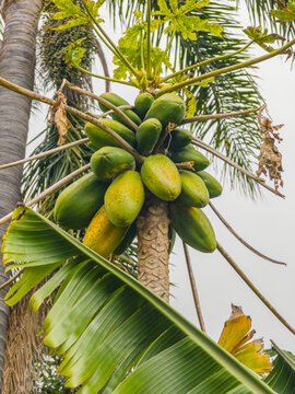A bunch of fresh green unripe papaya fruits growing high on a tree trunk under palm leaves, Madeira, Portugal.