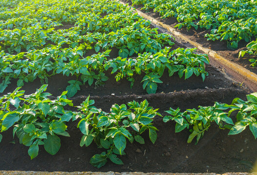 Long rows of fresh green potato bushes growing in rich dark brown soil on an agricultural field.