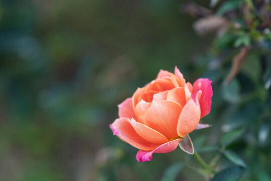 Close up of beautiful apricot orange English rose Pat Austin blooming in garden with natural green copy space