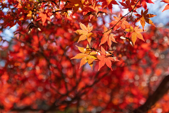 Close up of bright red maple leaves translucent in autumn sunlight against beautiful blurred foliage background