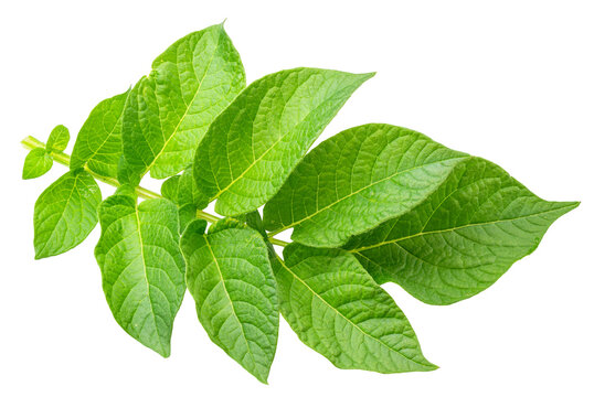 Fresh green potato leaves on a twig isolated on a white background.