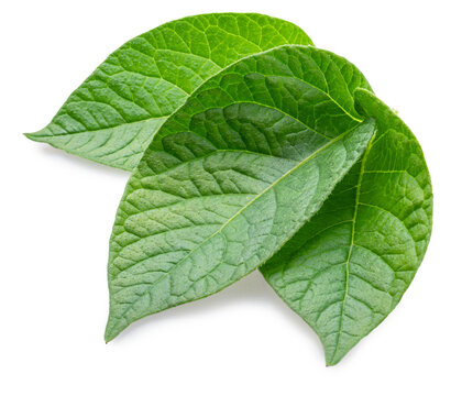 Three green young potato leaves isolated on a white background.