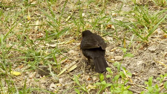 A male Common Blackbird carefully hunts for a worm in the dry grass of Crimea. This active scene captures a moment of nature's survival, bringing a peaceful and observant feeling.