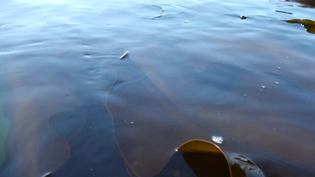 Close up of fresh kelp farming in the clean sea, laminaria aquaculture, dashima / 청정 바다에서 양식되는 신선한 다시마 근접 촬영 영상, 해조류 양식