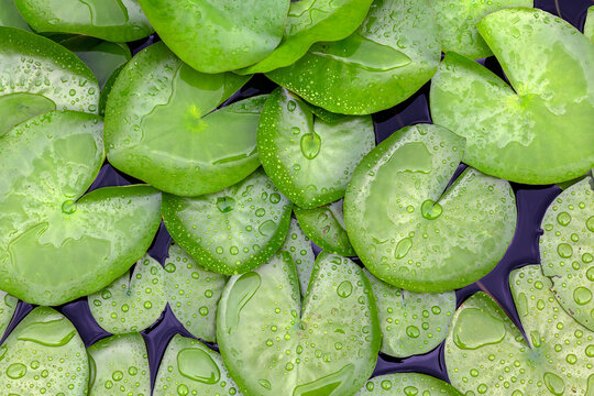 Botanical background of lily pads covered with water drops in a garden pond