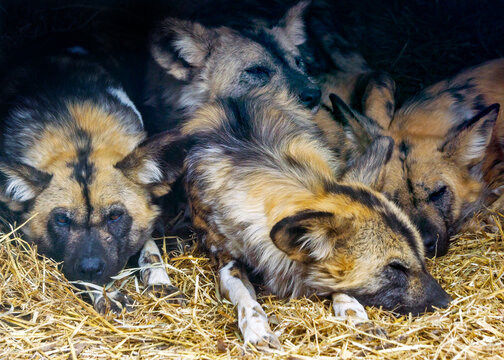 African wild dogs (Lycaon pictus), also called painted dogs and Cape hunting dogs, sleeping in a den at The St. Louis Zoo in St. Louis, Missouri 