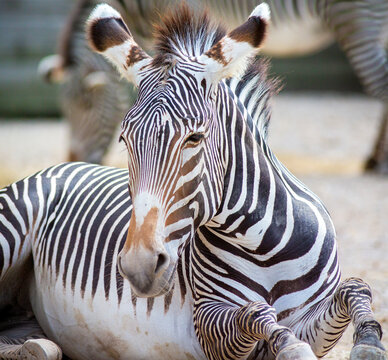 Zebra rolling in the dust at the St. Louis Zoo in St. Louis, Missouri