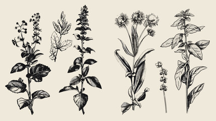 Fototapeta premium Vintage Botanical Ink Illustrations Of Wild Herb Specimens On Aged Beige Paper With Fine Linework