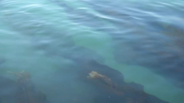 Close up of fresh kelp farming in the clean sea, laminaria aquaculture, dashima / 청정 바다에서 양식되는 신선한 다시마 근접 촬영 영상, 해조류 양식